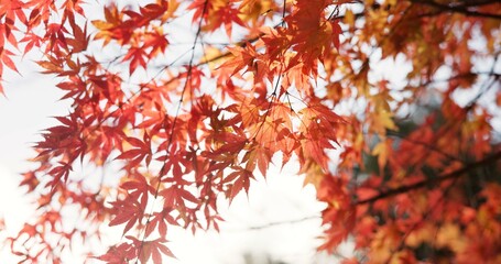 Japanese, nature and leaves in forest at Autumn with park, trees and woods in countryside of Kyoto. Red, rainforest and plants change in fall environment of Japan with colorful garden or backyard