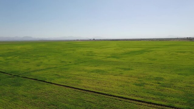 Aerial view of the successful growth of wheat plants at Sharjah's wheat farms in the United Arab Emirates