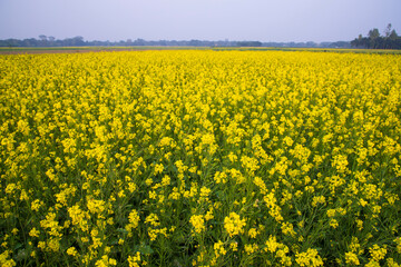 Beautiful Floral Landscape View of Rapeseed  in a field with blue sky in the countryside of Bangladesh
