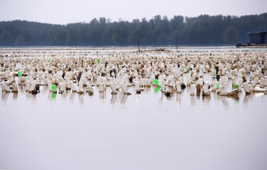 Oyster farm or Crassostrea gigas with many old plastic bottles floating over sea water  at Chanthaburi of Thailand
