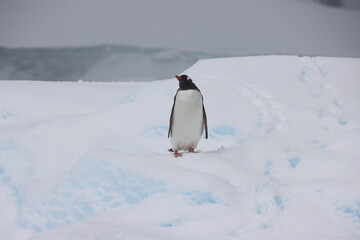 Gentoo Penguin (Pygoscelis papua) on an iceberg in Borgen Bay, Antarctica.