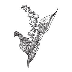 スズランの手描きイラスト