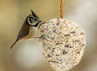Rare scottish highlands woodland bird, the crested tit, on a suet cone feeder in the woodland