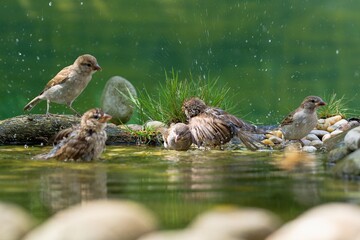 Five young sparrows bathe in a bird's water hole. They spray water. Czechia.