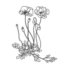 ポピーの手描きイラスト