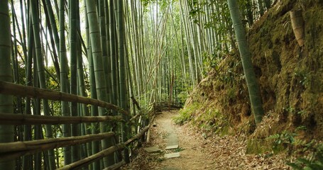 Bamboo, bridge and trees in sustainable environment, nature landscape and pathway in outdoors. Trekking, Japanese foliage and ecosystem in jungle or woods, peaceful and travel on holiday to Kyoto