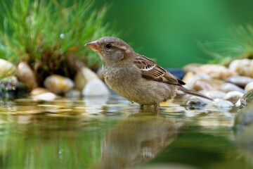 House sparrow, female at bird water hole. Reflection on the water. Czechia.