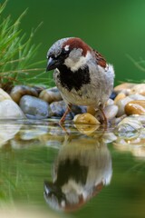House sparrow, male at bird water hole. Reflection on the water. Czechia.