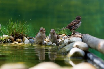 Two young and old sparrows at the bird water hole. Czechia. 