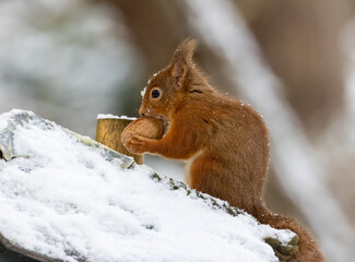 Hungry little scottish red squirrel with a nut in the snow in winter © Sarah