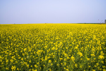 Beautiful Floral Landscape View of Rapeseed  in a field with blue sky in the countryside of Bangladesh