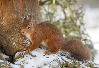 Naklejka na ściany i meble Hungry little scottish red squirrel in the woodland in the snow in winter