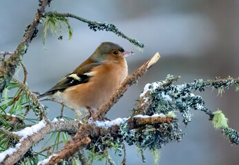 Male chaffinch perched on a snowy branch in the woodland in winter 