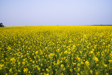 Beautiful Floral Landscape View of Rapeseed  in a field with blue sky in the countryside of Bangladesh