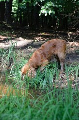Cocker Spaniel