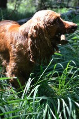 Cocker Spaniel