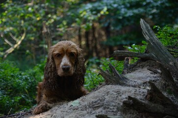 Cocker Spaniel