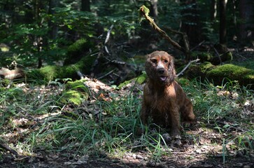Cocker Spaniel