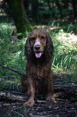Cocker Spaniel