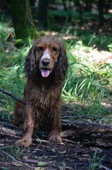 Cocker Spaniel