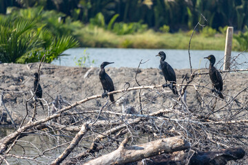 A flock of cormorants sits in a wetlands at countryside, Thailand