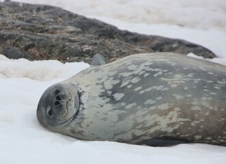 Weddell Seal (Leptonychotes weddellii), D'Hainaut Island, Mikkelsen Harbour, Antarctica.