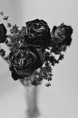 Dramatic black and white dried flowers