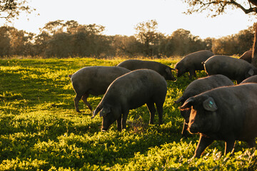 Spanish iberian pigs pasturing free in a green meadow at sunset in Los Pedroches, Spain - 712168566