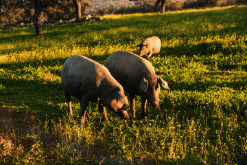 Spanish iberian pigs pasturing free in a green meadow at sunset in Los Pedroches, Spain - 712168598