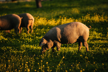 Spanish iberian pigs pasturing free in a green meadow at sunset in Los Pedroches, Spain - 712168706