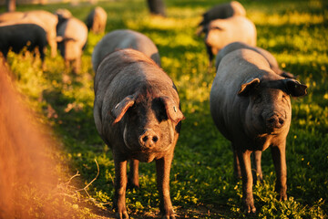 Spanish iberian pigs pasturing free in a green meadow at sunset in Los Pedroches, Spain - 712168718