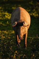 Spanish iberian pig pasturing free in a green meadow at sunset in Los Pedroches, Spain - 712168729