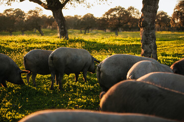 Spanish iberian pigs pasturing free in a green meadow at sunset in Los Pedroches, Spain - 712168765