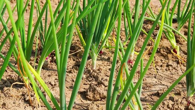 Fresh green spring onion in the field, Front close-up view of  onion