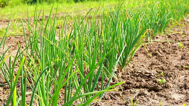Fresh green spring onion in the field, Front close-up view of  onion