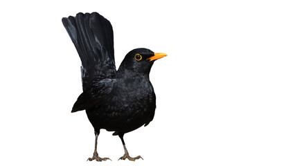 png of birds on clear backgroung