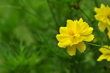 Selective focus of Cosmos caudatus flower blur background