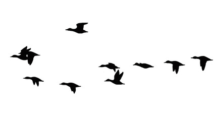 png herd of birds fly on clear backgroung