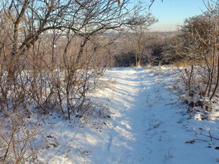 A unique winter landscape of a barely trodden path going down the hillside between snow-covered bushes under the rays of the frosty sun.