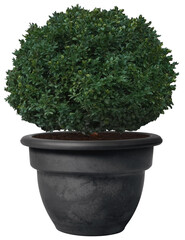 outdoor potted plant isolated mockup