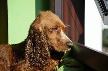 nasser Hund