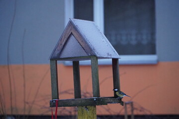 Karmnik dla ptaków dokarmianie w zimę