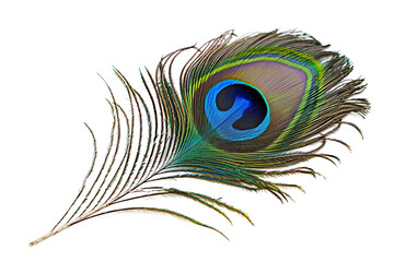 Peacock Feather on transparent background