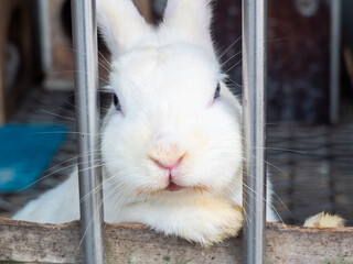 Cute rabbit in cage