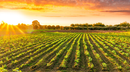 beautiful view in a green farm field with rows of rural plants and vegetables with amazing sunset or sunrise on background of agricultural landscape - obrazy, fototapety, plakaty