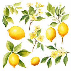 Watercolor lemons and flowers set. Hand drawn vector illustration.