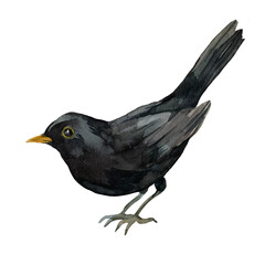 Blackbird illustration isolated on white background. Turdus merula hand painted with watercolors. For printing on packaging and fabric