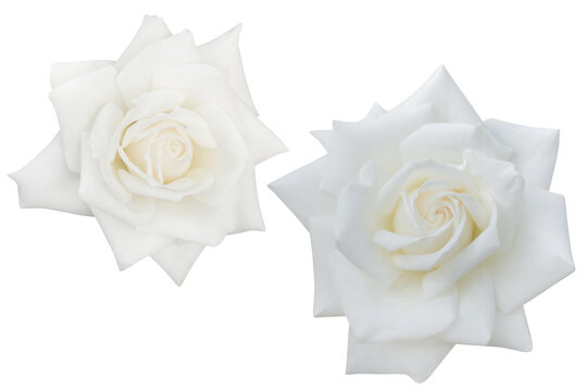 Two White rose isolated on the white background. Photo with clipping path.