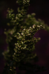 A sorrel plant and green seeds