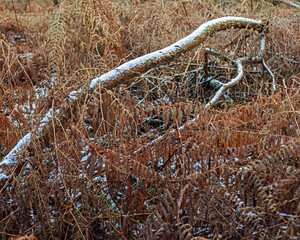 Fallen branch covered with snow lying among withered brown ferns.